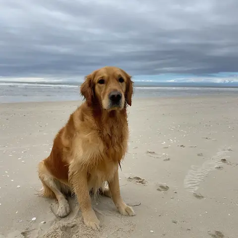 Before: Red bandana on a beach dog