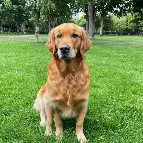 Before: Dog turned into a plush toy