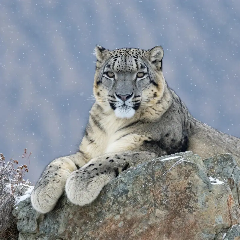 FLUX.3 Klein: A snow leopard resting on a rocky ledge