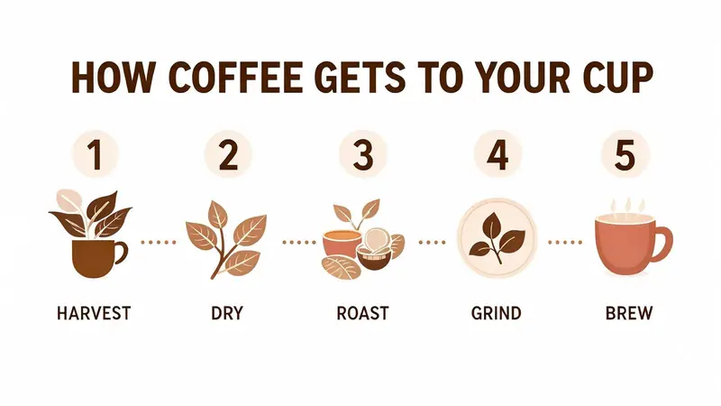 FLUX.3 Klein: How coffee gets to your cup, in five steps