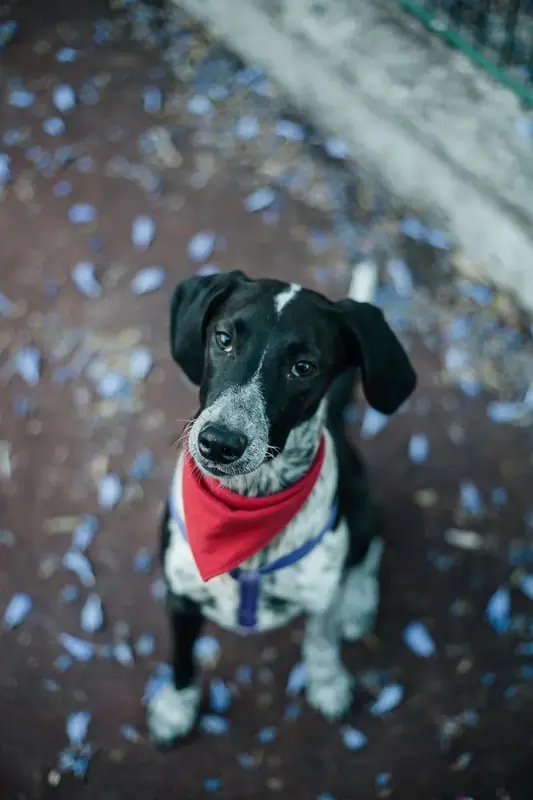 FLUX.3 Klein: Red bandana tied on a dog