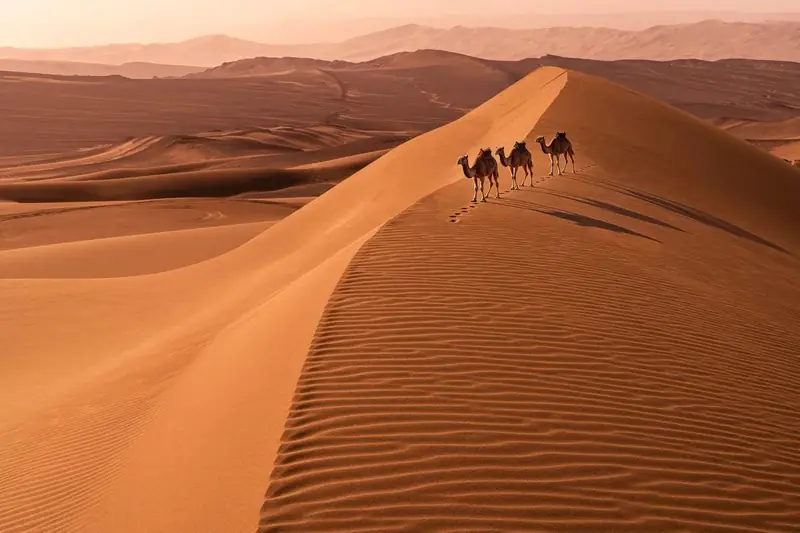 FLUX.3 Klein: Camel caravan added to the dunes